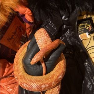 Old School Vintage 90s Pepe Jeans coyote fur trim Down winter jackets 2 …